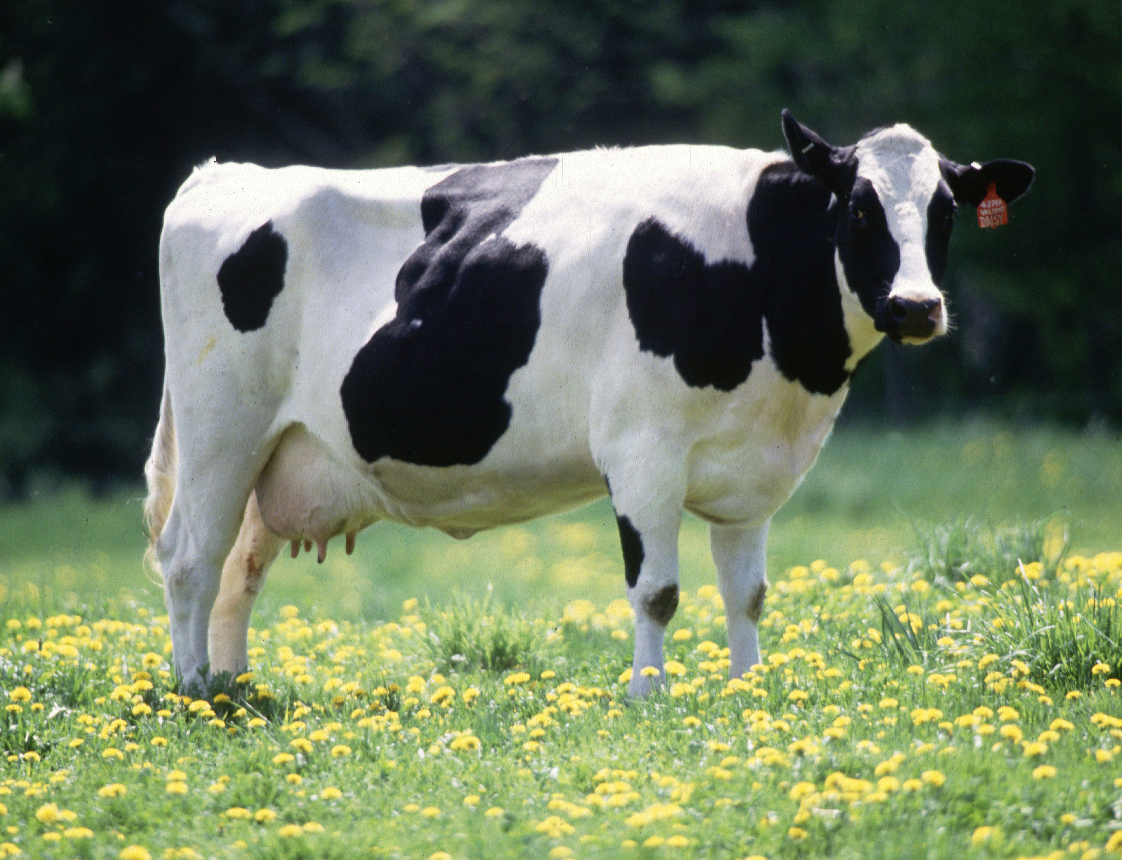 cara ternak sapi cepat gemuk